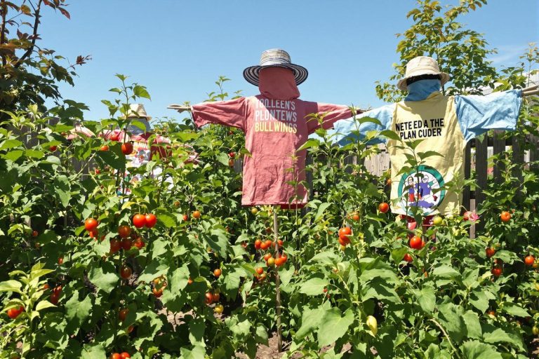 Ce vêtement troué que vous alliez jeter éloigne pourtant les nuisibles du potager cet été.jpg