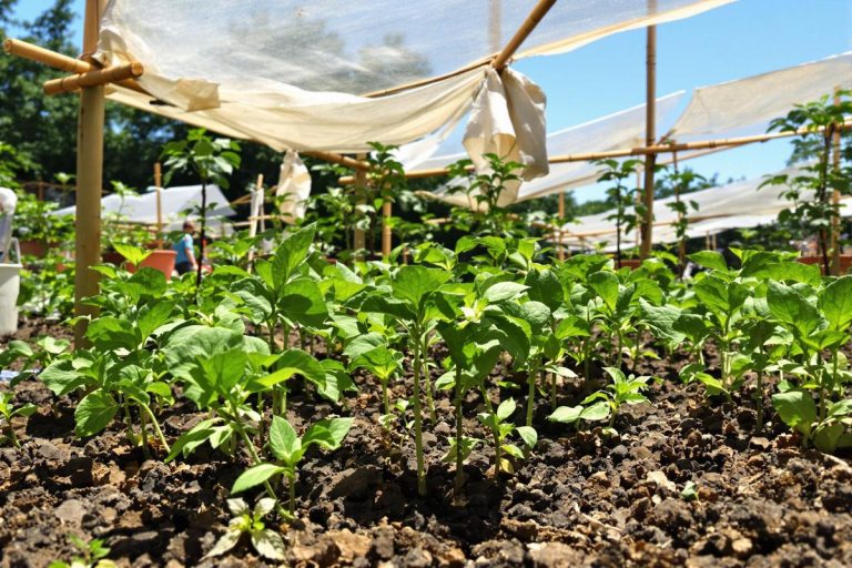 Comment protéger vos jeunes semis du soleil en juillet : l’astuce facile pour booster vos récoltes au potager.jpg