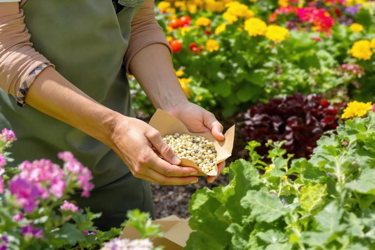 Jardinage malin : comment récolter vos propres graines et économiser chaque saison.jpg