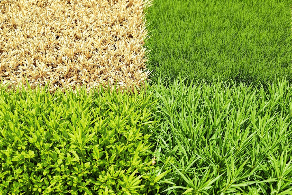 Pelouse brûlée en juillet ? Il est urgent d’adopter ces alternatives faciles et écolos pour un gazon verdoyant sans gaspiller d’eau.jpg