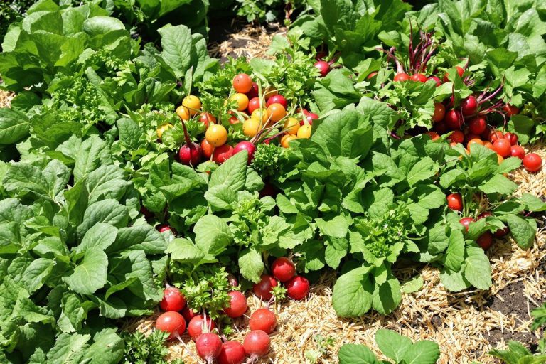 Potager : que semer en juillet ? Ces cultures tardives prolongent vos récoltes jusqu’en automne.jpg