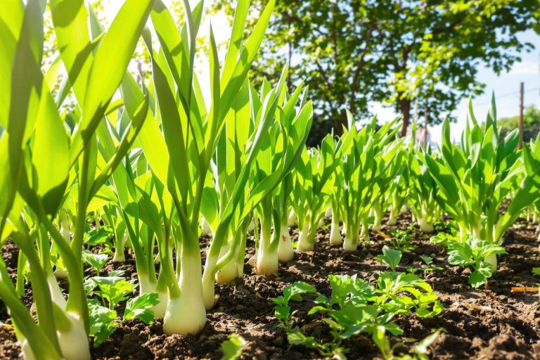 Semez vos poireaux d’été sans stress avec ces astuces pour des récoltes précoces malgré la canicule.jpg