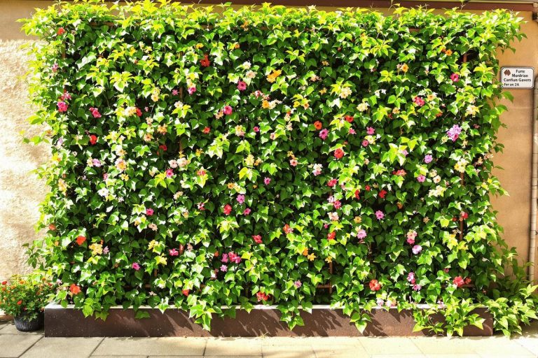 Votre petit jardin souffre de la chaleur ? Adoptez ce geste malin pour garder un sol frais tout l’été.jpg
