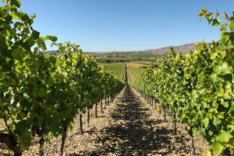 vin blanc corsé du clos poggiale à marseille.jpg