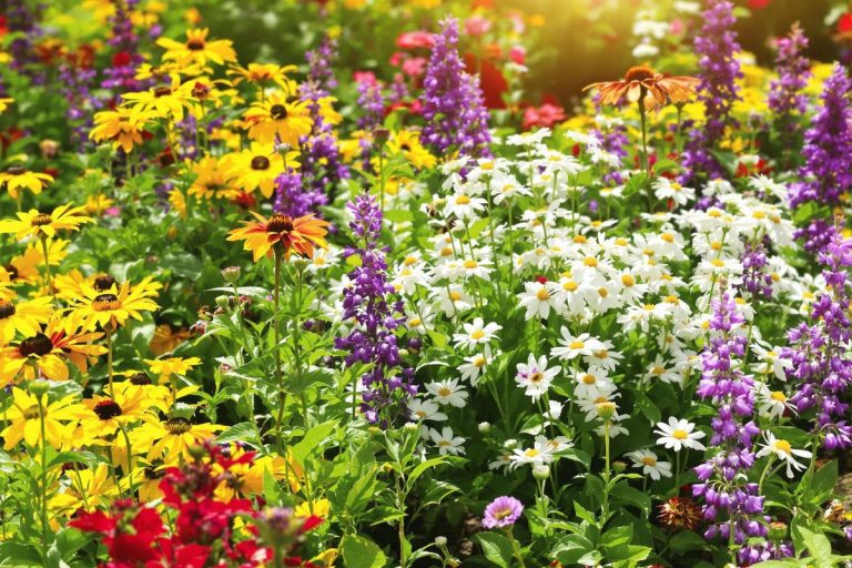 9 vivaces à planter en août pour un jardin plus résistant (et plus beau) dès le printemps prochain.jpg