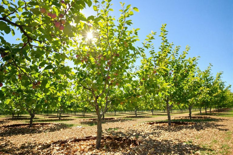 Août au verger : la règle d’or pour assurer la reprise et l’enracinement de vos jeunes arbres fruitiers avant l’automne.jpg