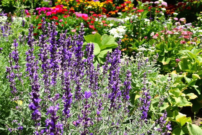 Au potager : top 5 des vivaces qui font fuir les limaces sans pesticides.jpg