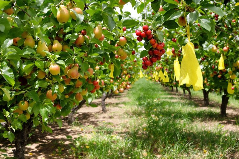 Comment protéger vos fruits du verger avec des pièges naturels et sans produits chimiques.jpg