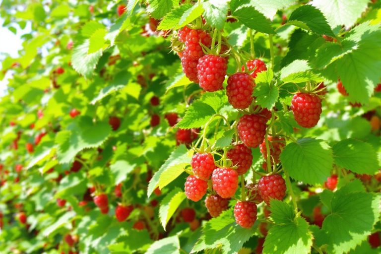 En août, ces deux gestes boostent la production de framboises jusqu’aux dernières semaines d’automne.jpg