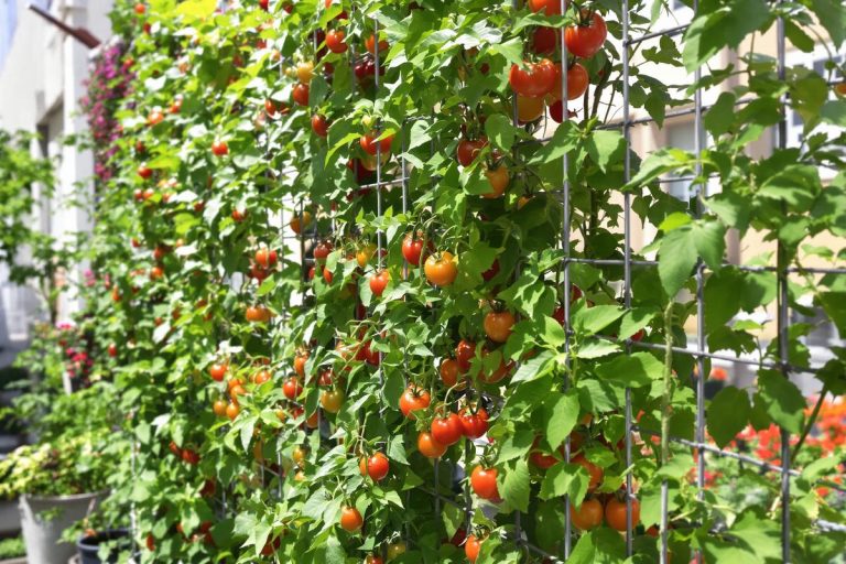 Fini les tuteurs à tomates, nous avons trouvé la solution parfaite pour faire pousser vos plants en gagnant de la place.jpg