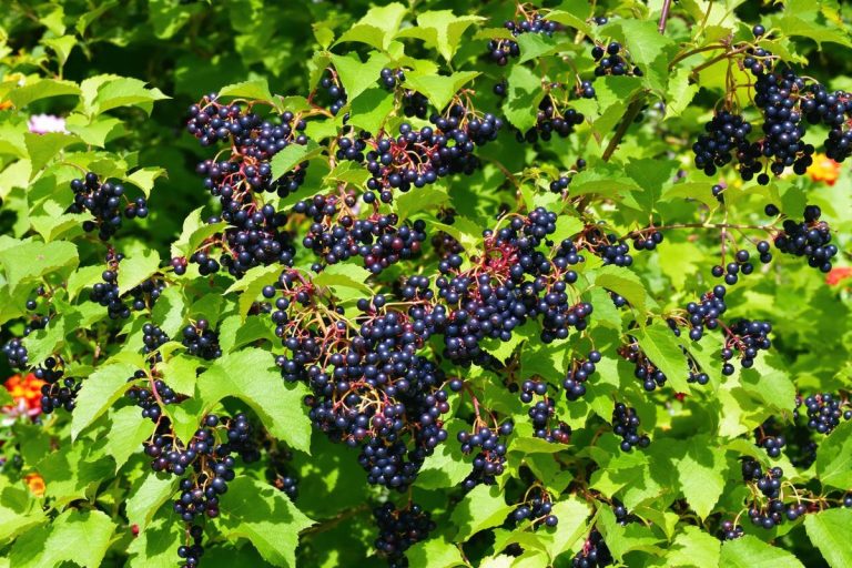 Le fruitier à planter en juillet que les jardiniers malins ne ratent jamais.jpg