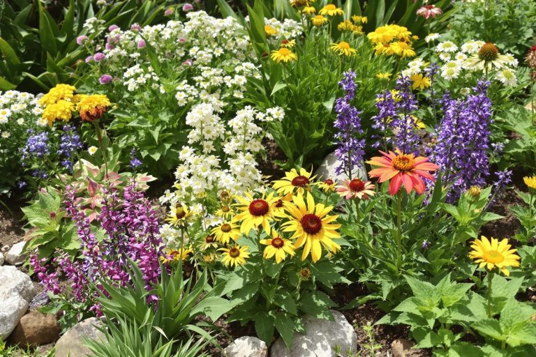 Sécheresse, grand froid...7 vivaces qui résistent à toutes les conditions météorologiques (pour un jardin florissant toute l'année).jpg