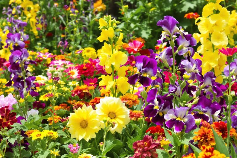 Top 7 des plus belles fleurs à planter en août pour des massifs magnifiques en septembre.jpg