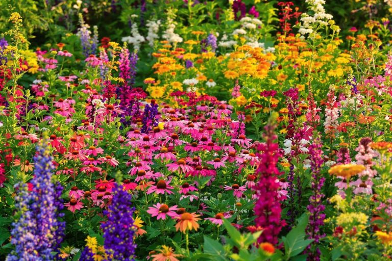 Vivaces au jardin : ce geste à faire en août pour booster leur floraison jusqu’en octobre (testé par l’INRAE).jpg