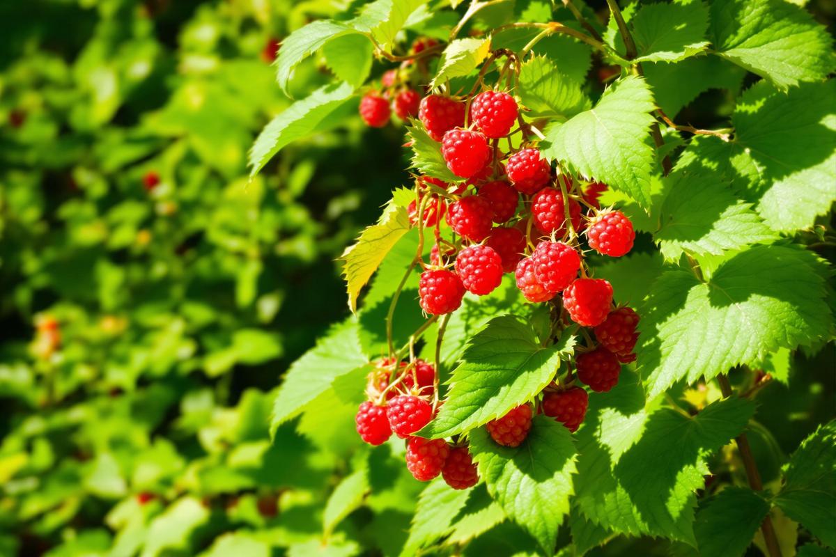 Vos framboisiers fatiguent déjà ? Les gestes simples qui assurent des fruits jusqu’en septembre.jpg