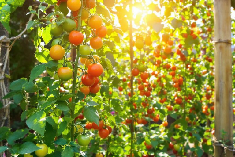 Vos tomates peinent à rougir en août ? Les gestes essentiels pour booster la récolte cet été.jpg
