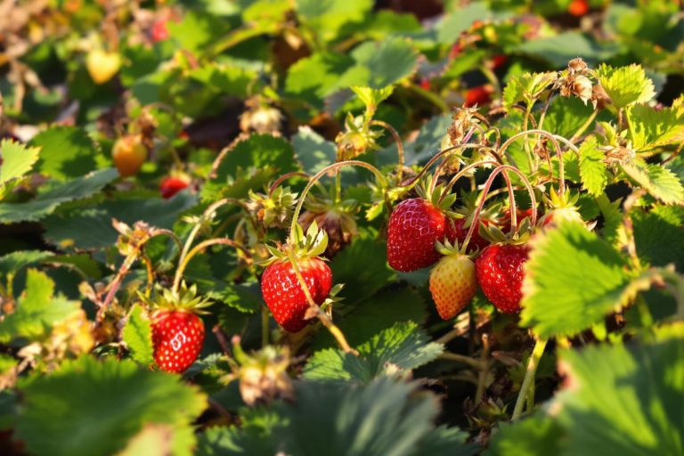 Vous voulez des fraises jusqu’aux gelées : ces variétés de fraisiers à planter dès maintenant.jpg