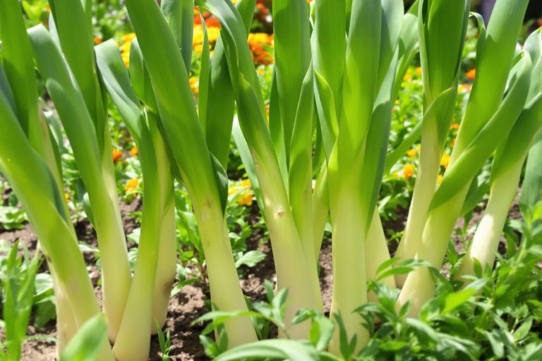 La teigne du poireau fait des ravages au potager : la technique des maraîchers pour la repousser au plus tôt.jpg