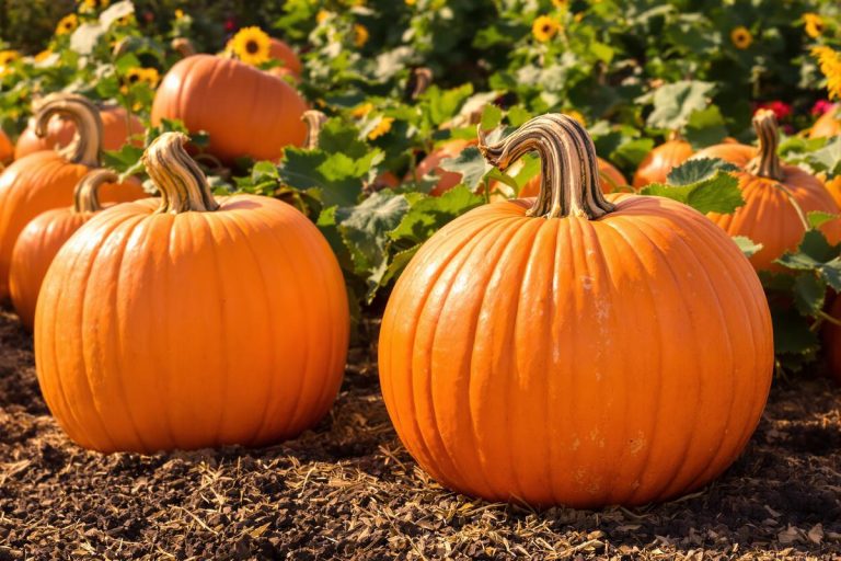 Les maraîchers appliquent cette technique pour des courges géantes en septembre.jpg