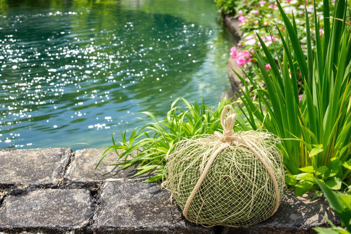 Ne jetez plus vos tontes de gazon : transformez-les en filtre naturel pour une eau de bassin impeccable.jpg