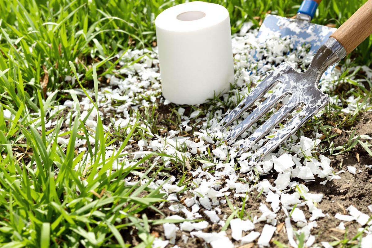 Papier toilette sur la pelouse : l’astuce magique pour combler les trous.jpg