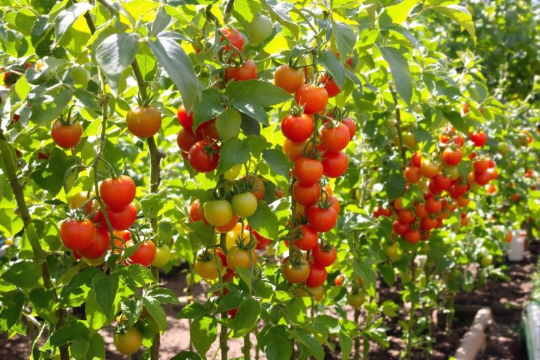 Vos tomates restent désespérément vertes ? 4 gestes rapides qui les font mûrir deux fois plus vite.jpg